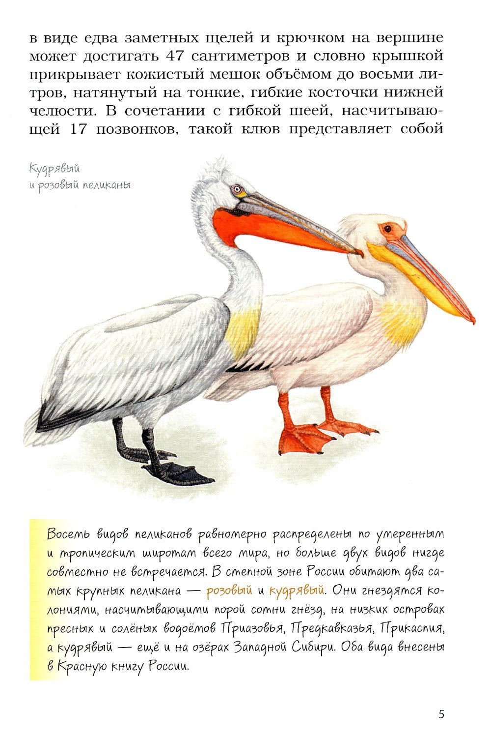 Птицы-рыболовы