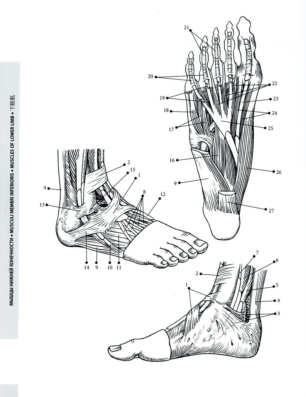 Мультилингвальный атлас анатомии человека. Т. 1: Учебно-наглядное пособие