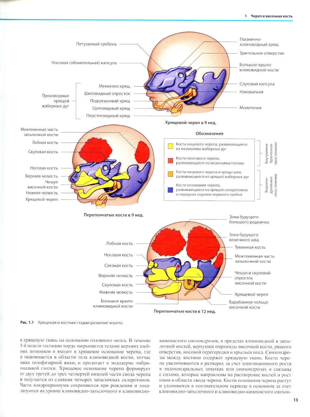 Дифференциальная диагностика в нейровизуализации. Голова и шея