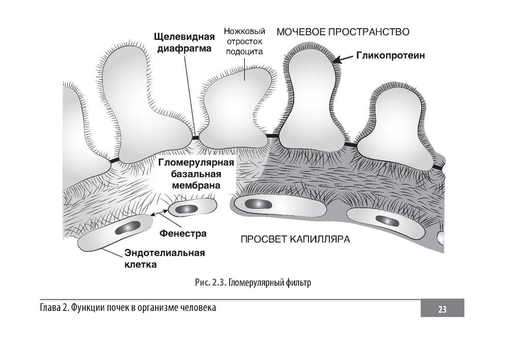 Клинические нормы. Нефрология