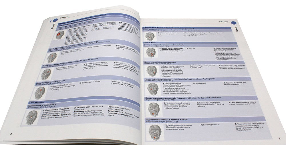 Sobotta. Таблицы мышц, суставов и нервов