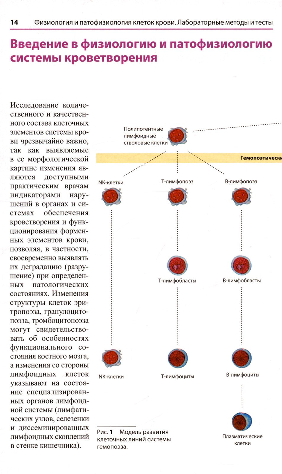 Атлас по гематологии. Практическое пособие по морфологической и клинической д...