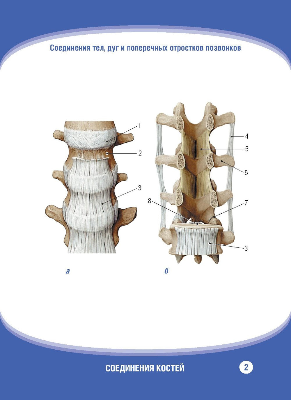 Анатомия человека. Соединения костей. Карточки: наглядное учебное пособие