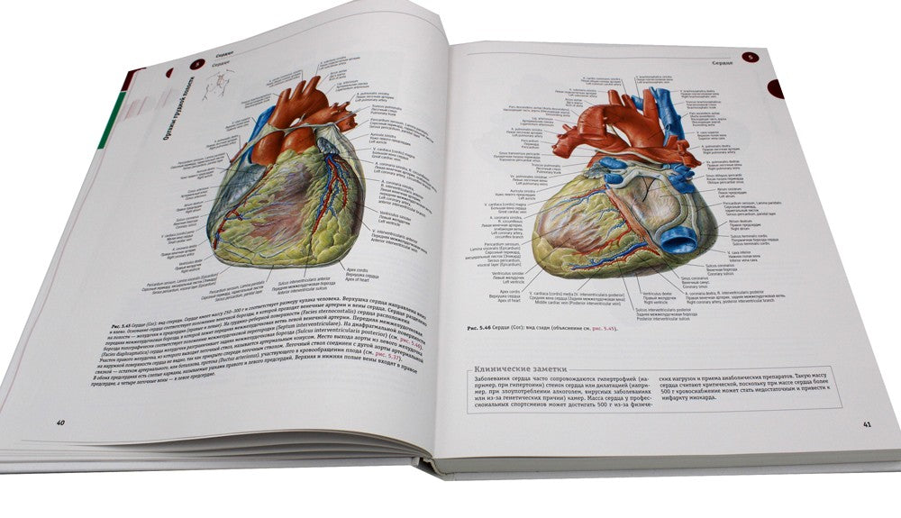 Sobotta. Атлас анатомии человека. В 3 т. Т. 2: Внутренние органы. 2-е изд