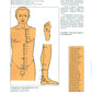 Атлас акупунктурных точек и меридианов. Вып. 8. 2-е изд