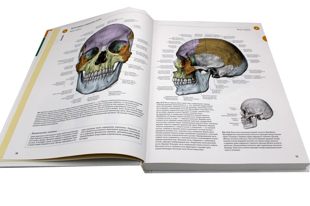 Sobotta. Атлас анатомии человека. В 3 т. Т. 3: Голова, шея и нейроанатомия. 2...