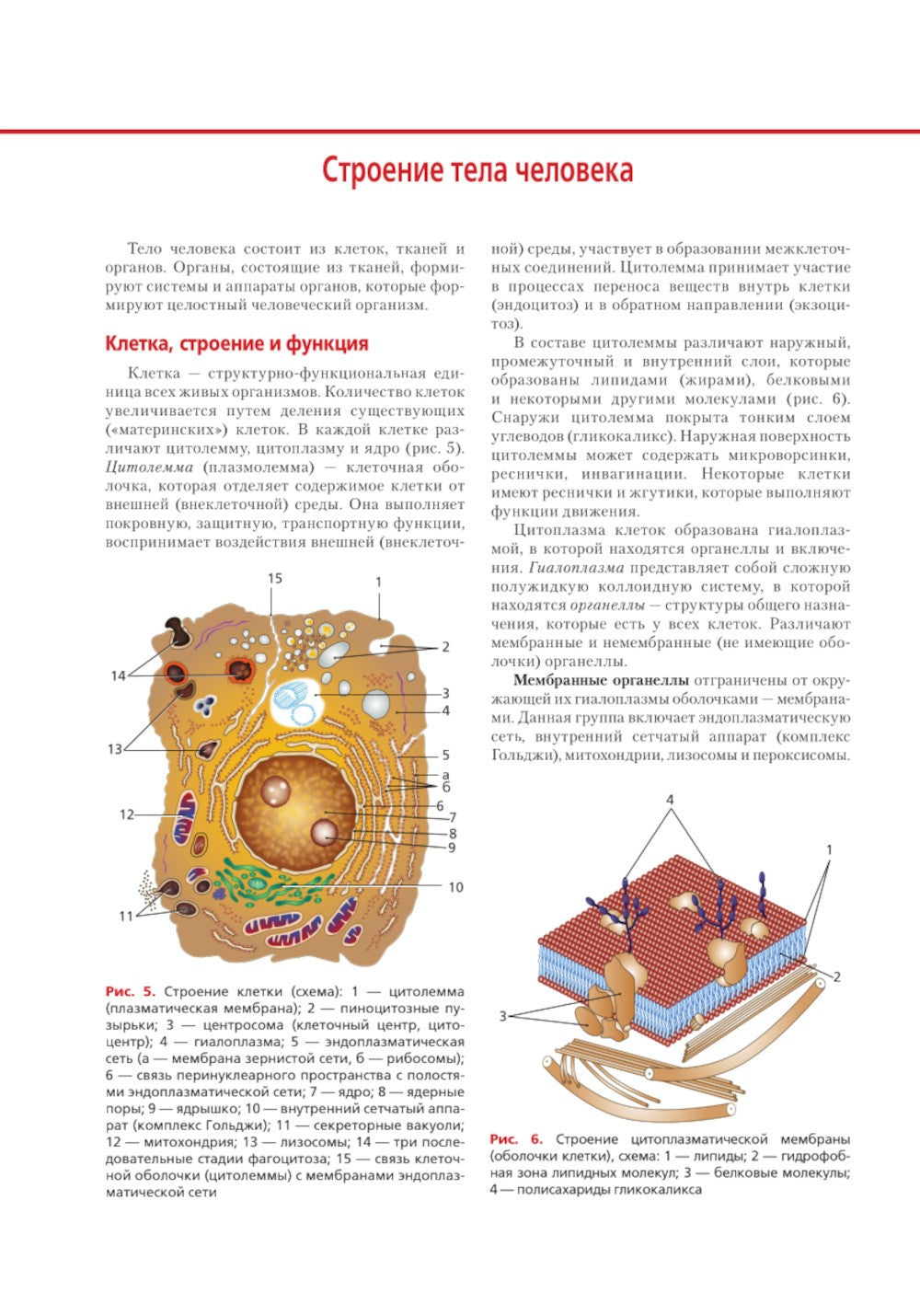 Анатомия и физиология человека: атлас
