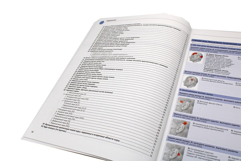 Sobotta. Таблицы мышц, суставов и нервов