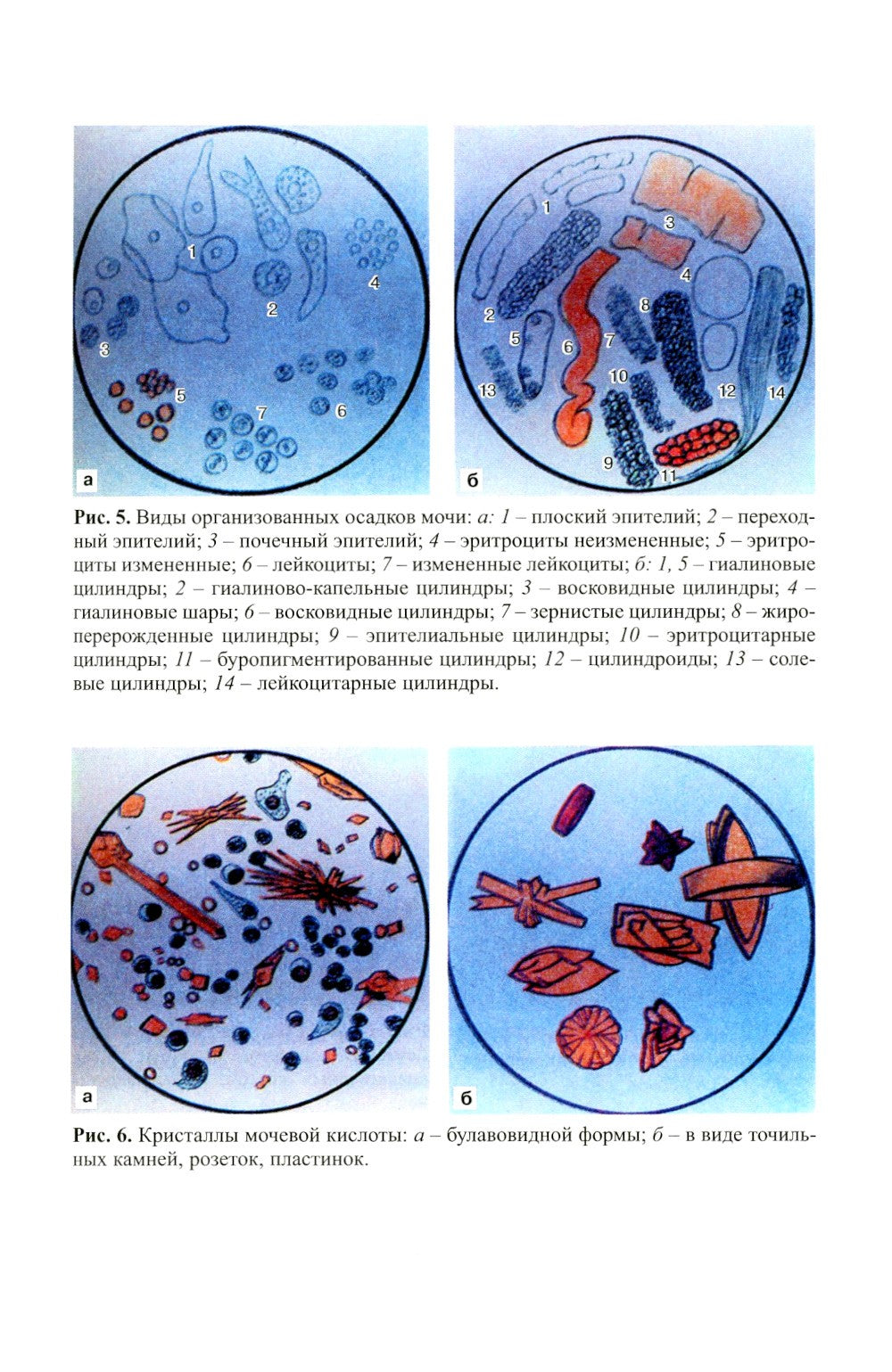 Клиническая лабораторная диагностика (методы и трактовка лабораторных исследо...
