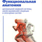 Функциональная анатомия центральной