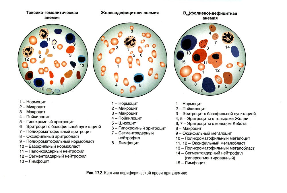 Патология: Учебник. В 2 т. Т. 2. 2-е изд., перераб. и доп