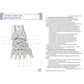 Визуальная анатомия человека. Артросиндесмология: Учебное пособие (карточки 3...