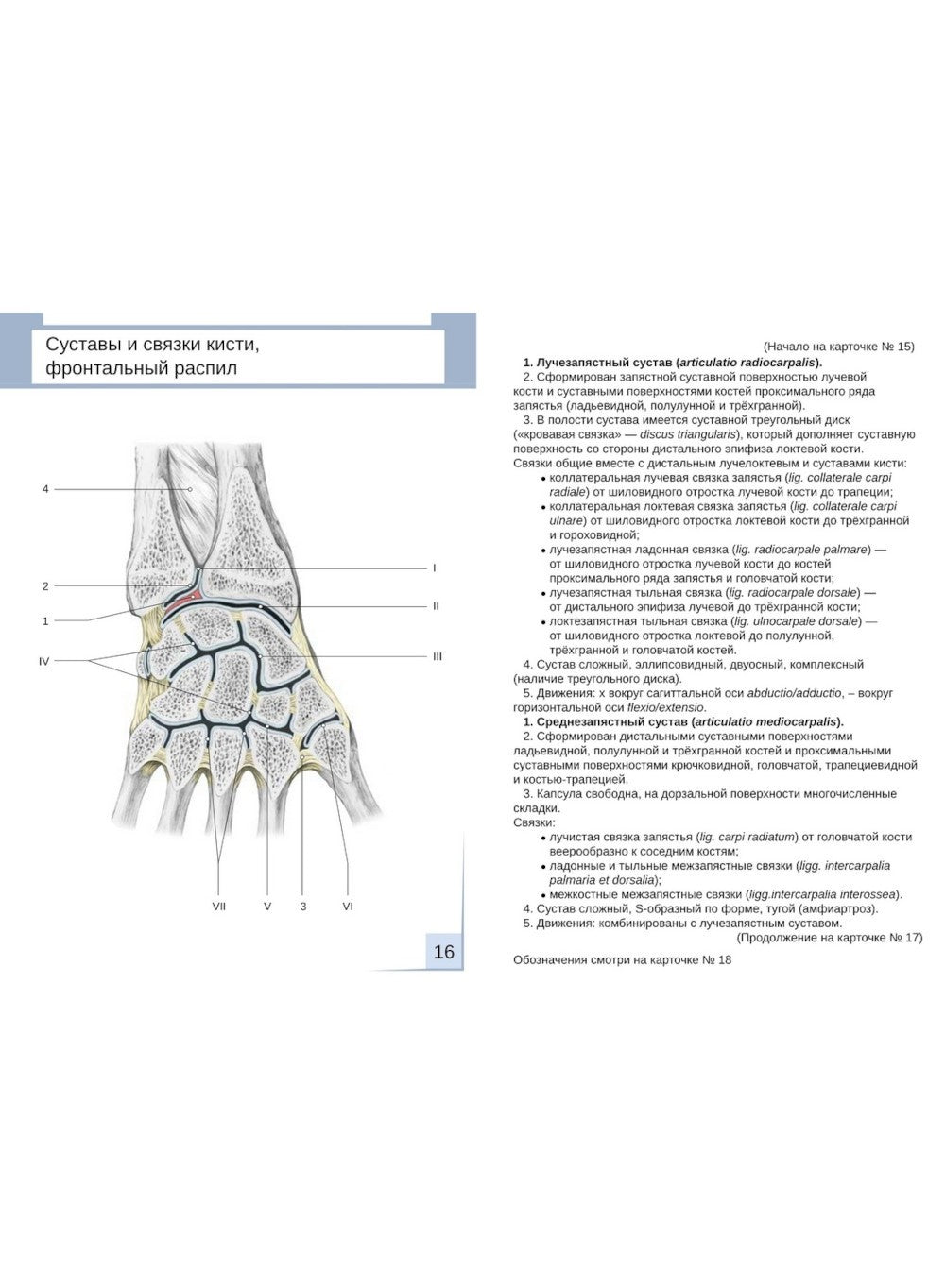 Визуальная анатомия человека. Артросиндесмология: Учебное пособие (карточки 3...