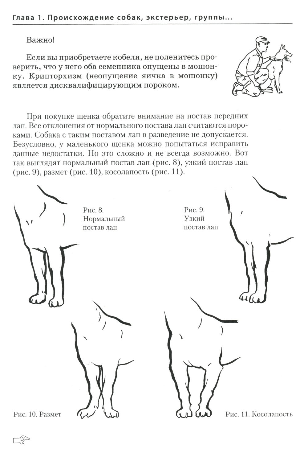 Собаки: выбор и воспитание щенка служебных пород