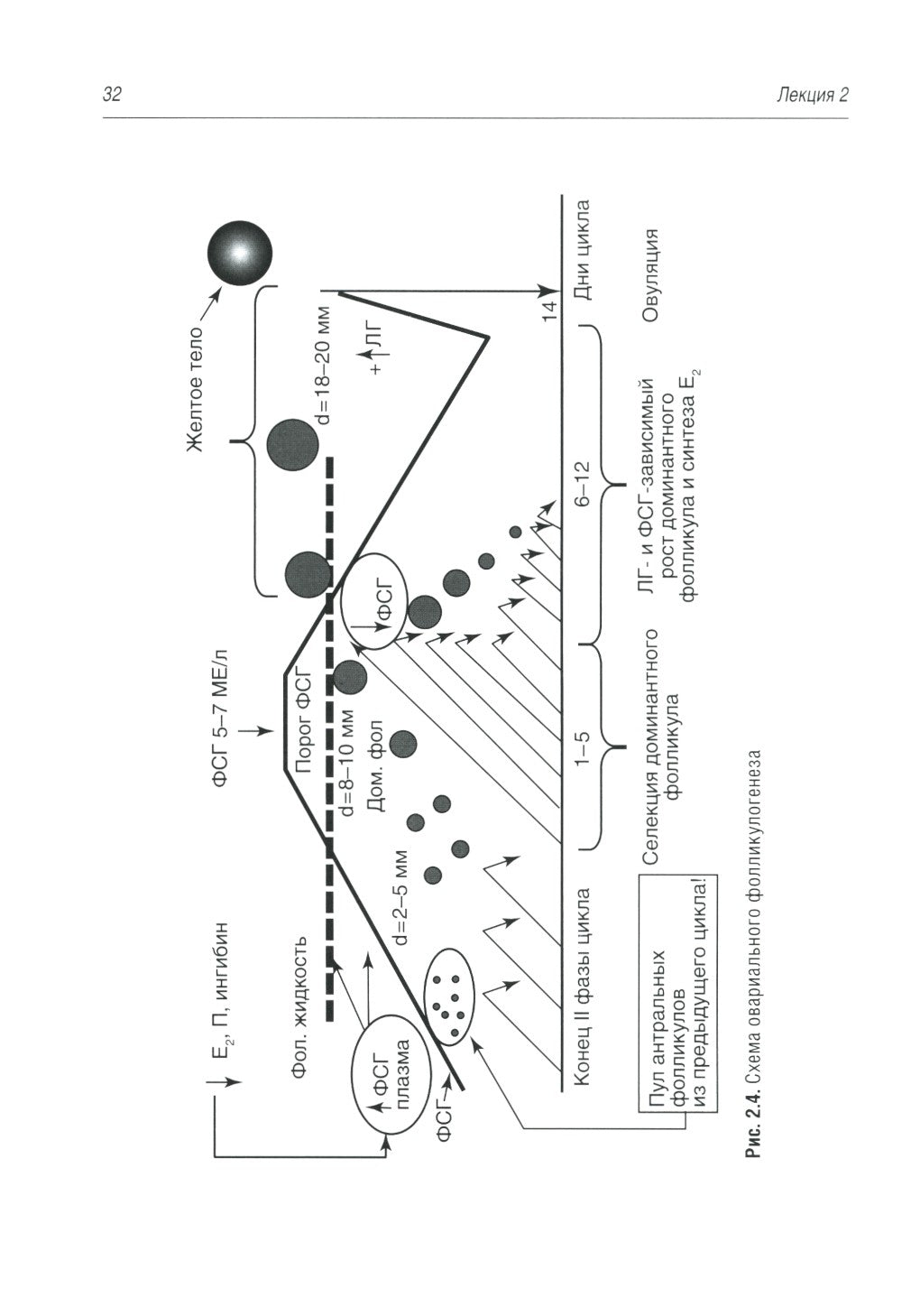 Гинекологическая эндокринология. Клинические лекции. 5-е изд