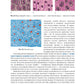 Анатомия человека. В 2 т. Т. 1. Система органов опоры: Учебник. 3-е изд., пер...