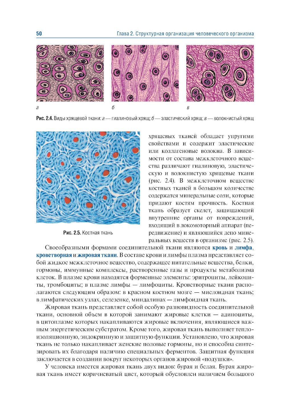 Анатомия человека. В 2 т. Т. 1. Система органов опоры: Учебник. 3-е изд., пер...