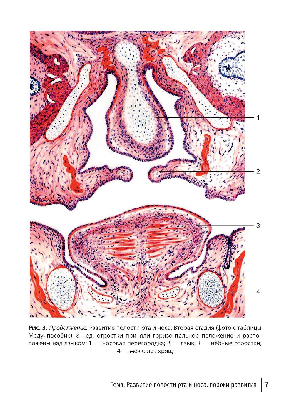 Гистология органов ротовой полости: атлас