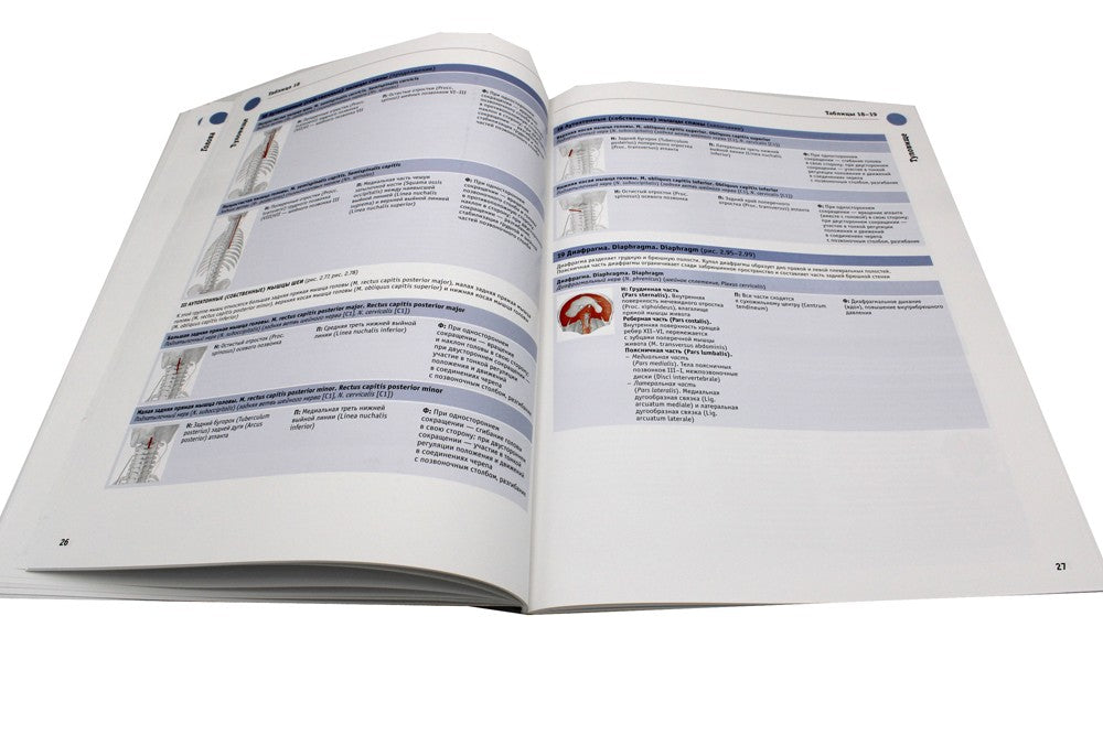 Sobotta. Таблицы мышц, суставов и нервов