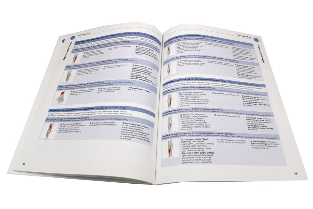 Sobotta. Таблицы мышц, суставов и нервов