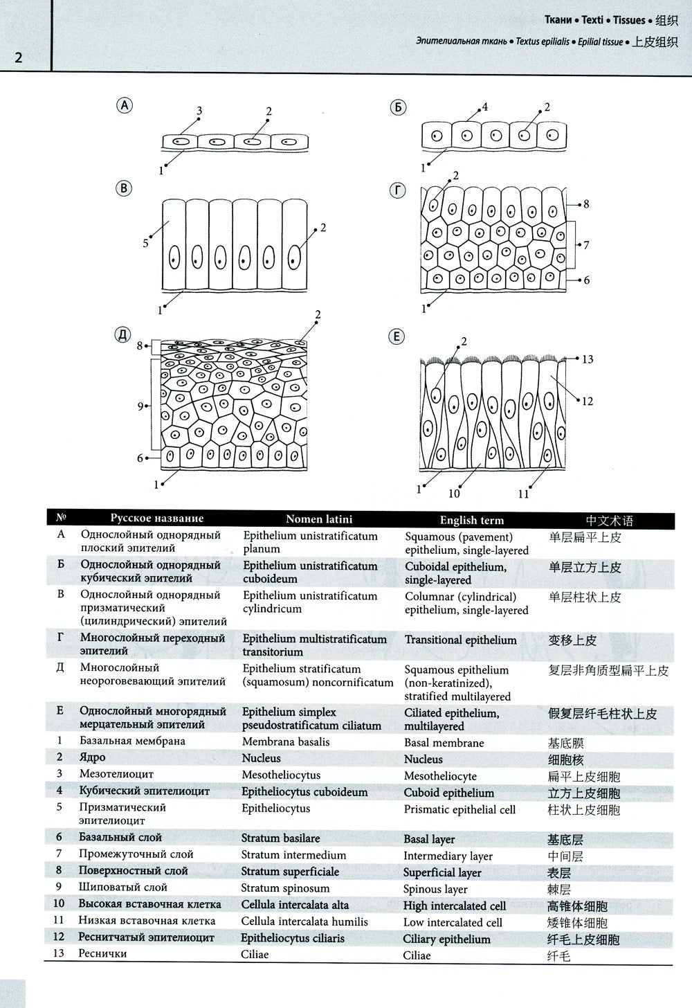 Мультилингвальный атлас анатомии человека. Т. 1: Учебно-наглядное пособие