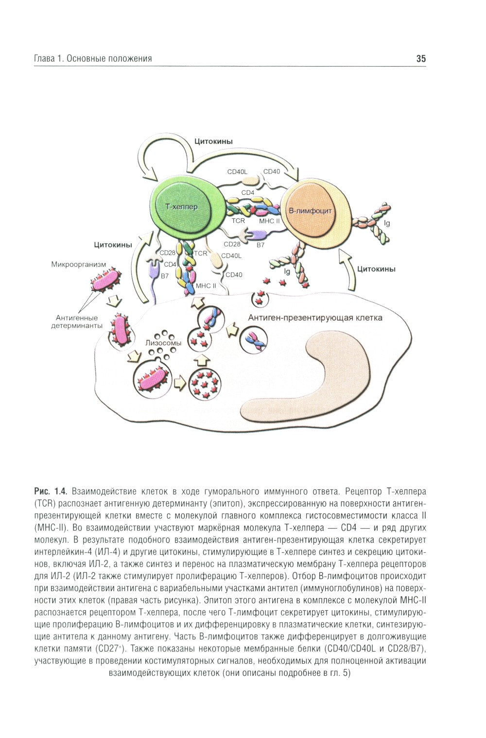 Иммунология: Учебник. 4-е изд., перераб. и доп