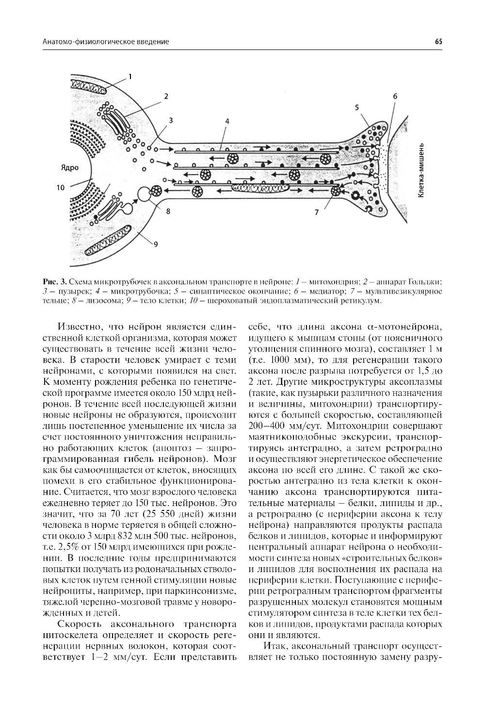 Нервные болезни: Учебник. 13-е изд
