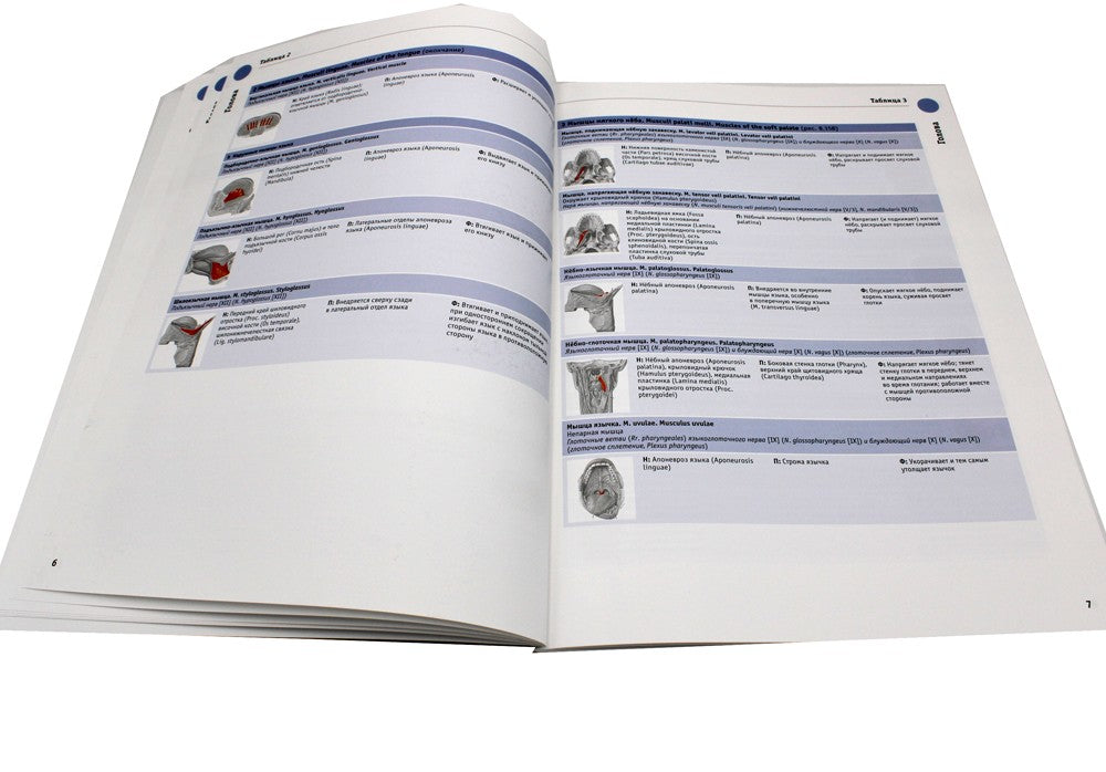 Sobotta. Таблицы мышц, суставов и нервов
