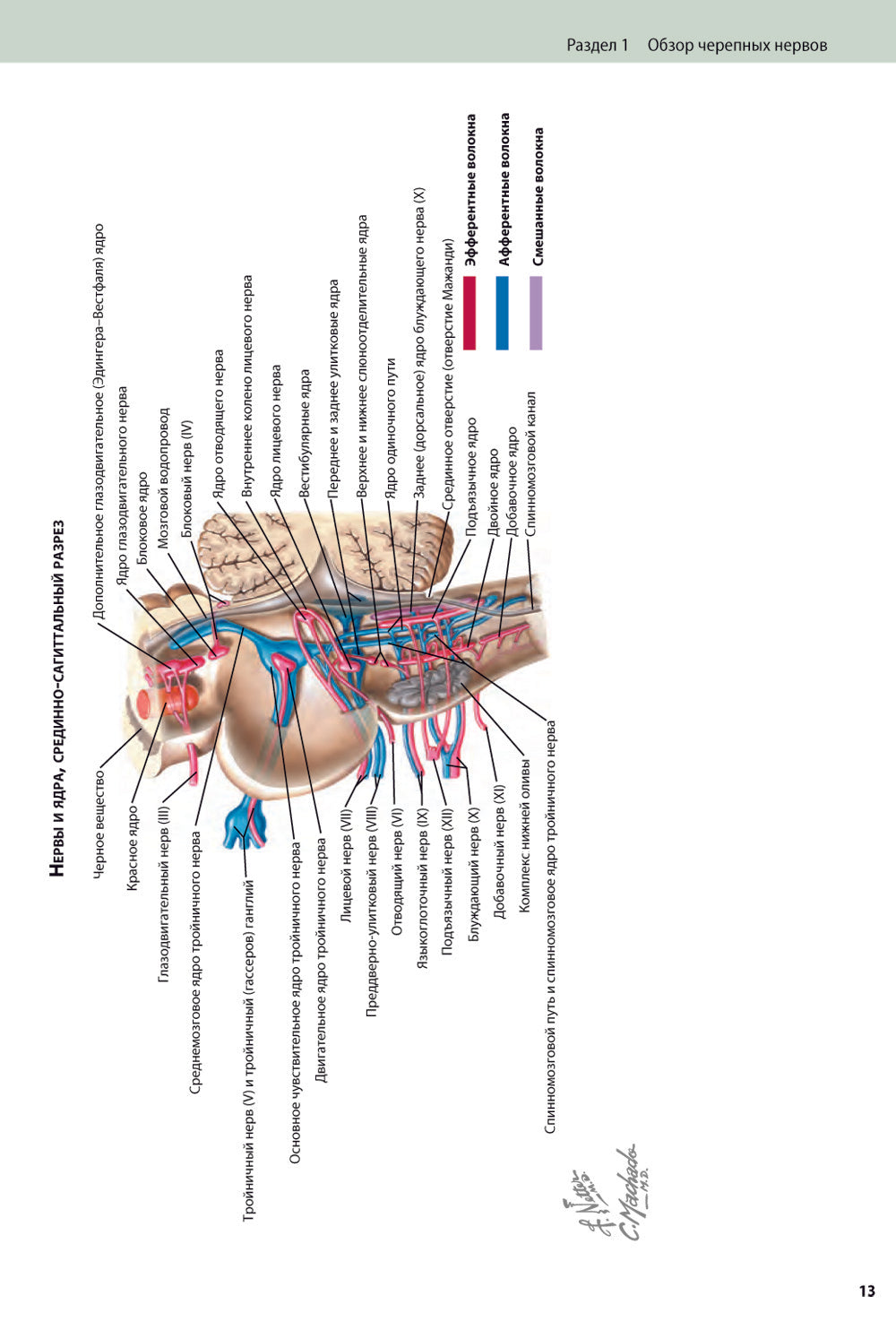 Черепные нервы. 2-е изд