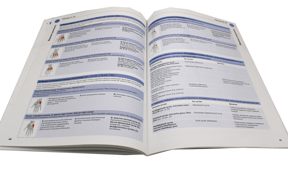 Sobotta. Таблицы мышц, суставов и нервов