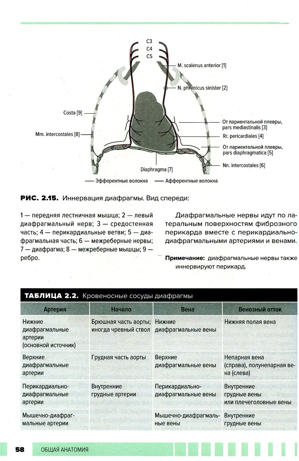 Атлас анатомии для стоматологов. В 2 т.Т. 1: Общая анатомия. Голова