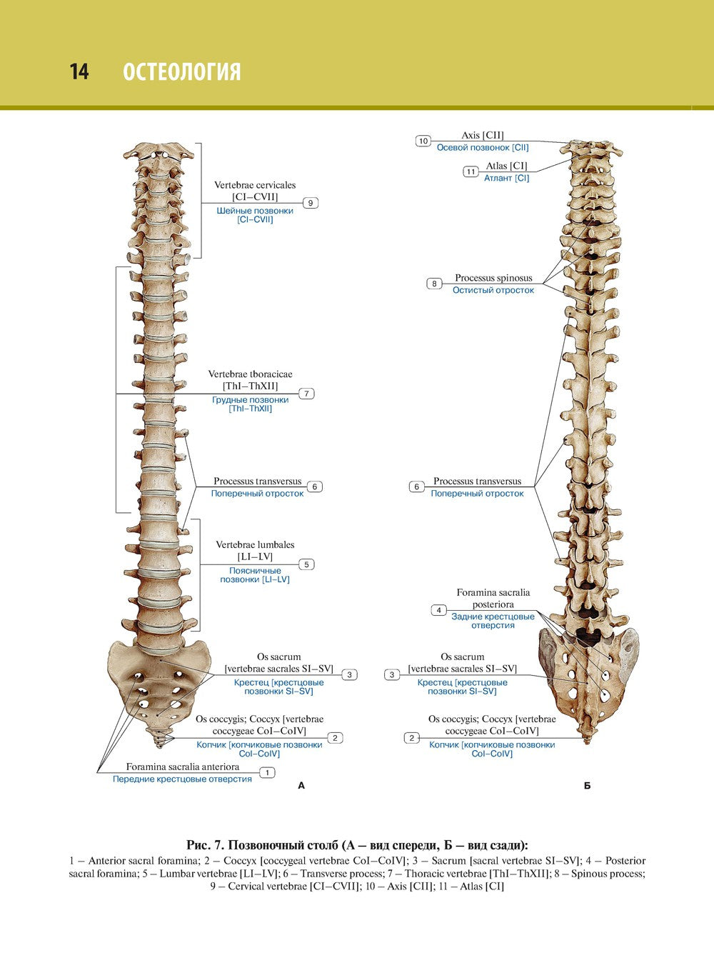 Анатомия человека. Атлас. В 3 т. Т. 1. Остеология, артросиндесмология, миология