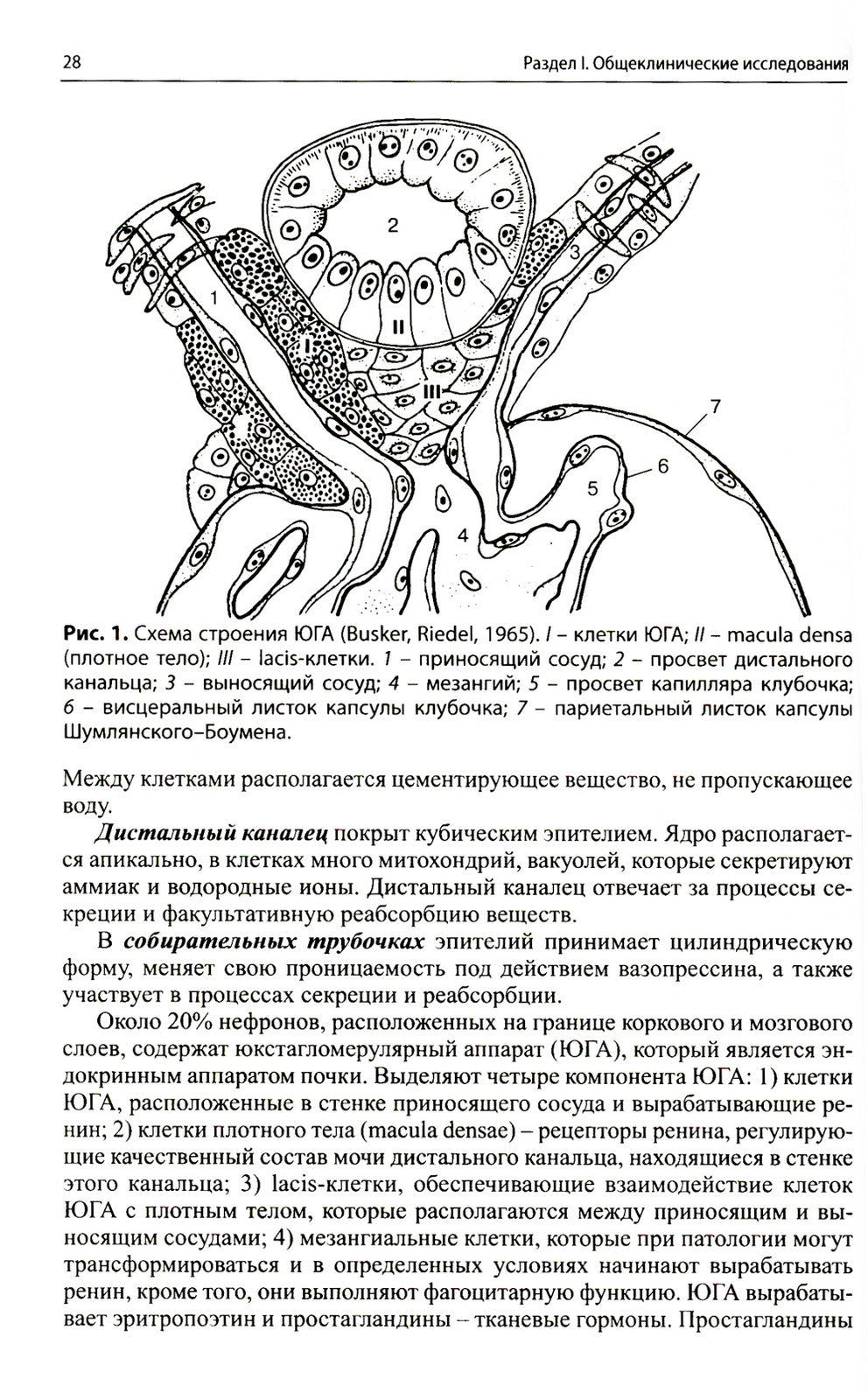 Клиническая лабораторная диагностика (методы и трактовка лабораторных исследо...