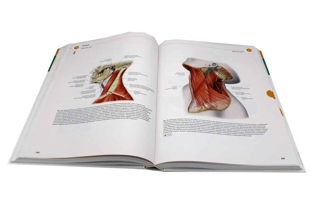 Sobotta. Атлас анатомии человека. В 3 т. Т. 3: Голова, шея и нейроанатомия. 2...