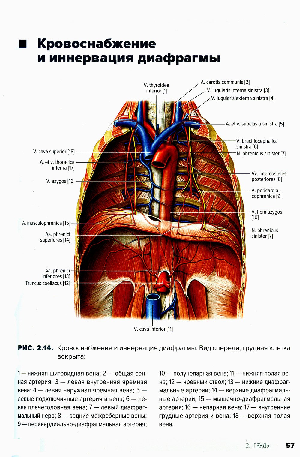 Атлас анатомии для стоматологов. В 2 т.Т. 1: Общая анатомия. Голова