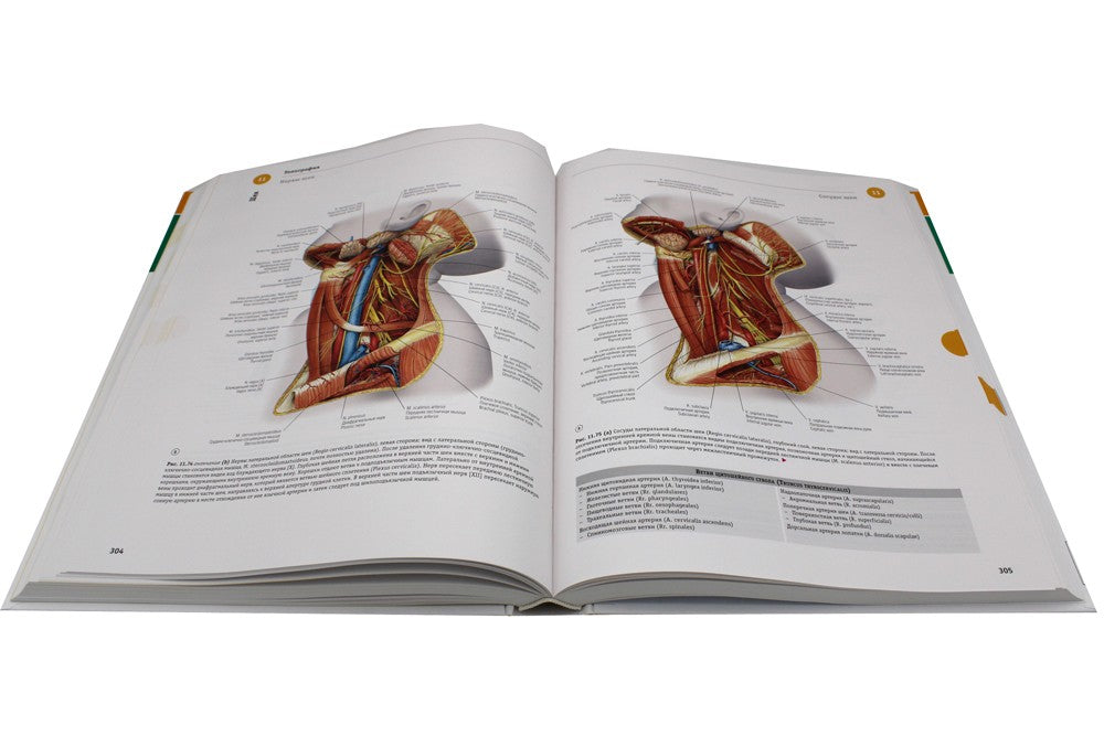 Sobotta. Атлас анатомии человека. В 3 т. Т. 3: Голова, шея и нейроанатомия. 2...