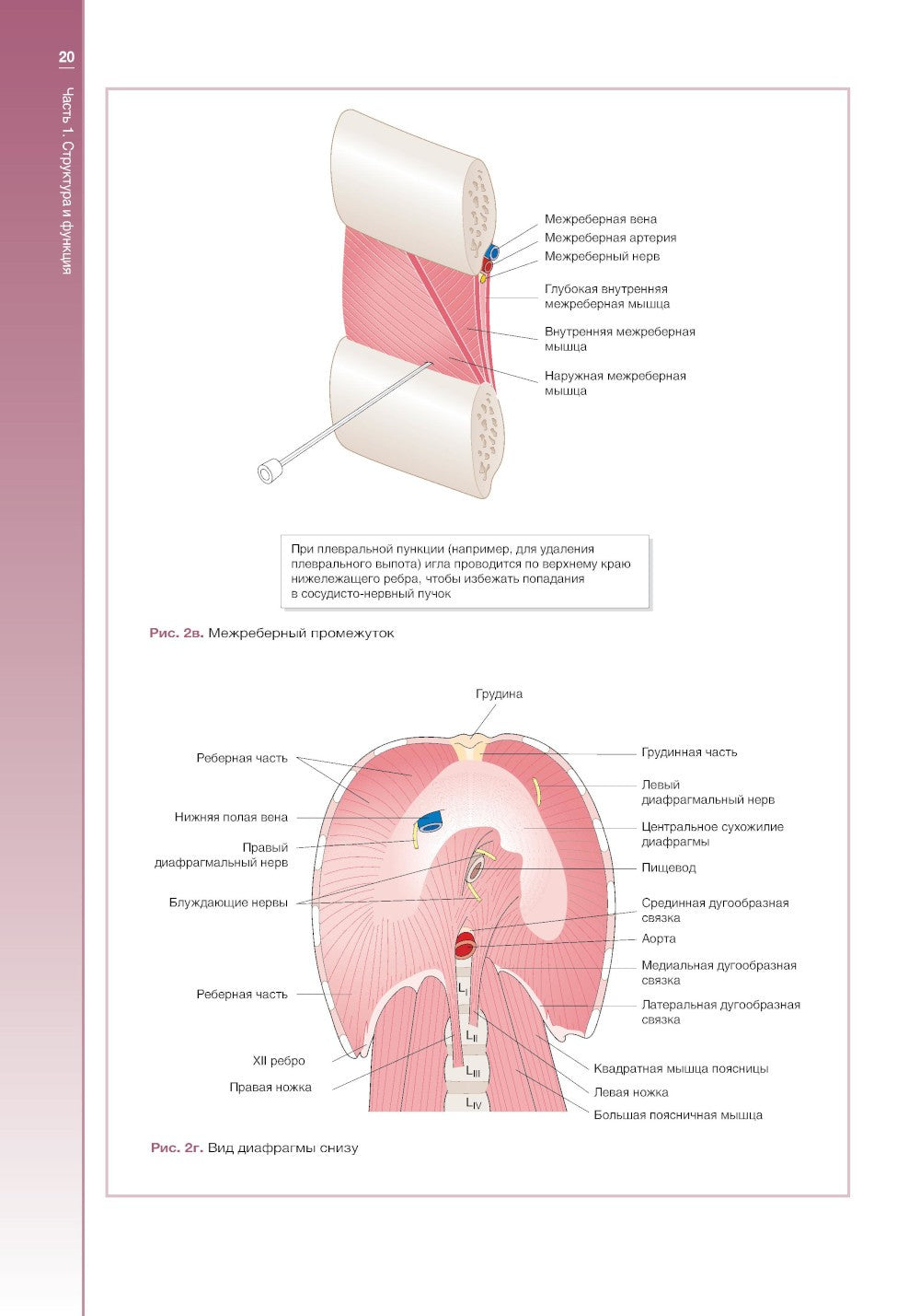 Наглядная пульмонология. 2-е изд