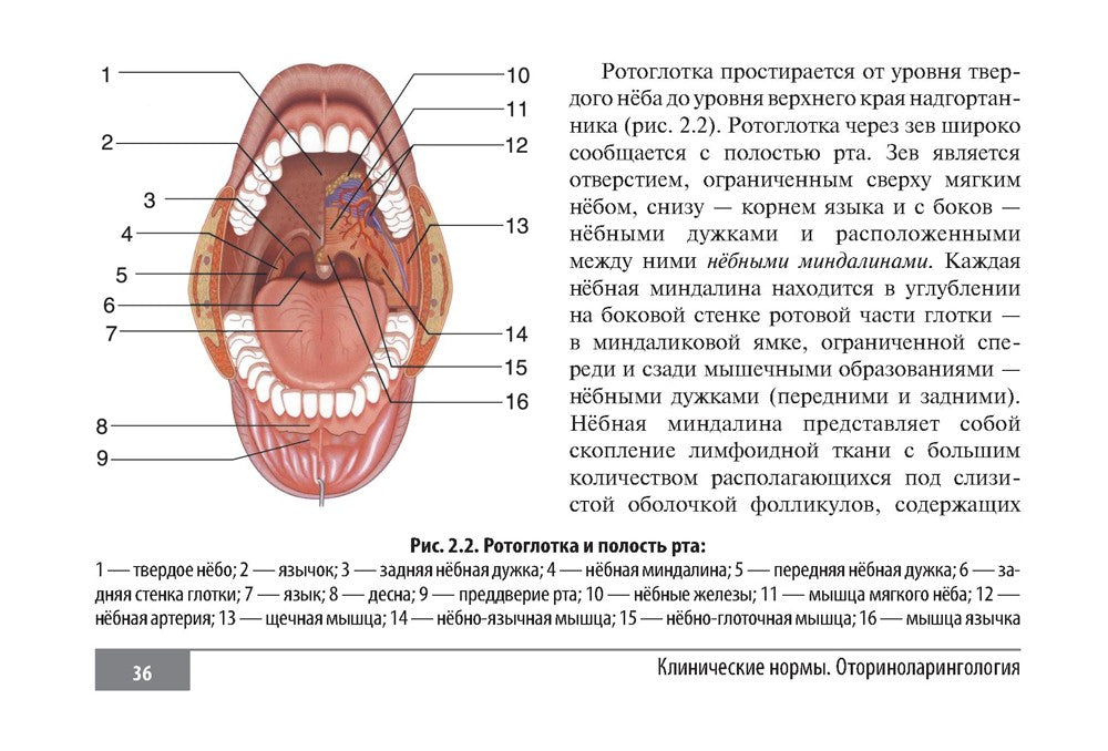 Клинические нормы. Оториноларингология