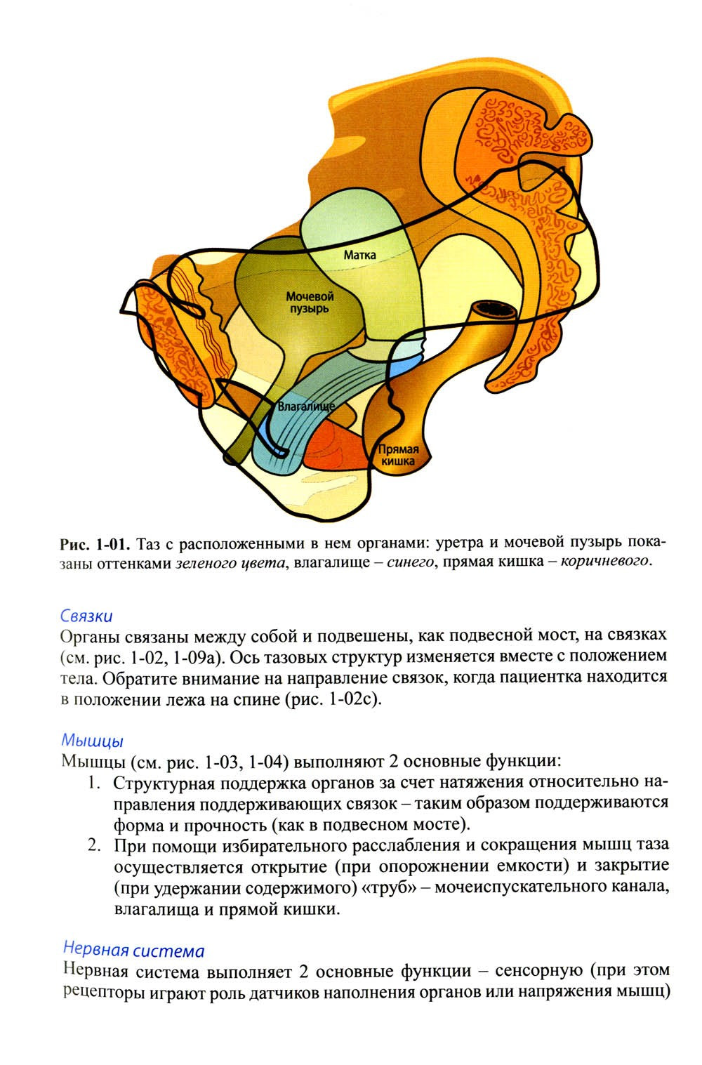 Женское тазовое дно: Функции, дисфункции и их лечение в соответствии с Интегр...