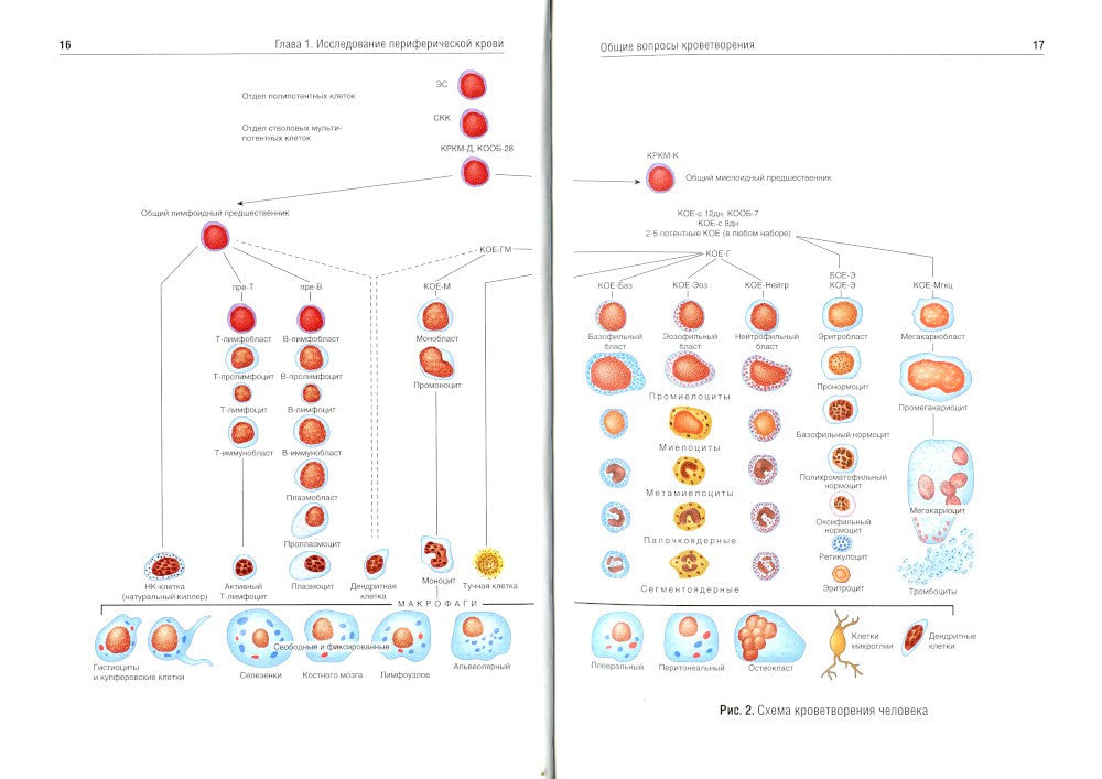 Клиническая лабораторная диагностика: Учебное пособие