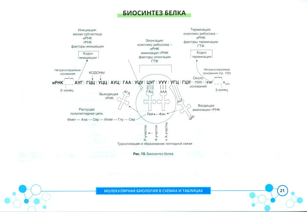 Молекулярная биология в схемах и таблицах