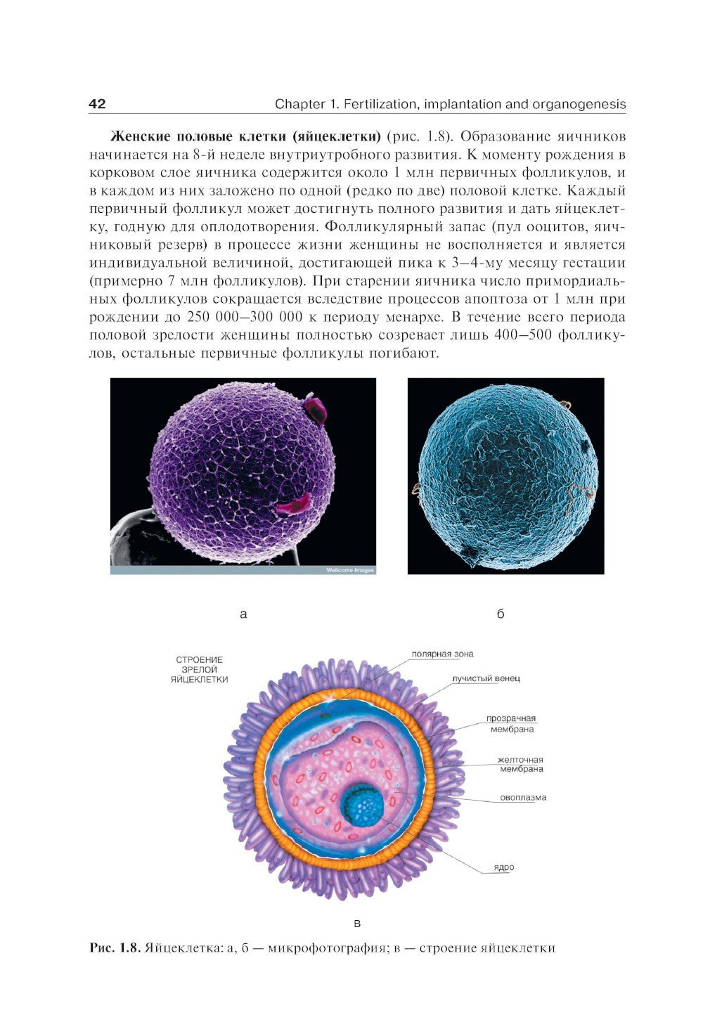 Акушерство: Учебник. 2-е изд., перераб. и доп