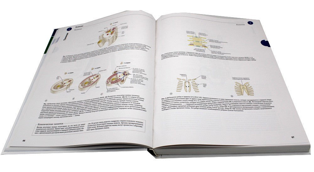 Sobotta. Атлас анатомии человека. В 3 т. Т. 1: Общая анатомия и костно-мышечн...