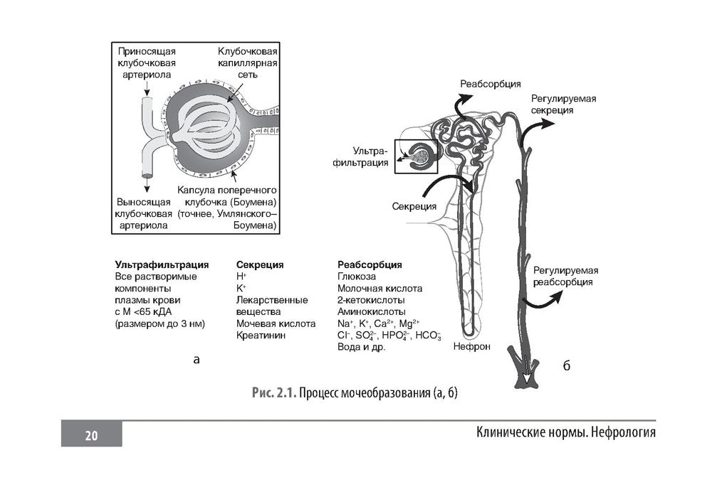 Клинические нормы. Нефрология