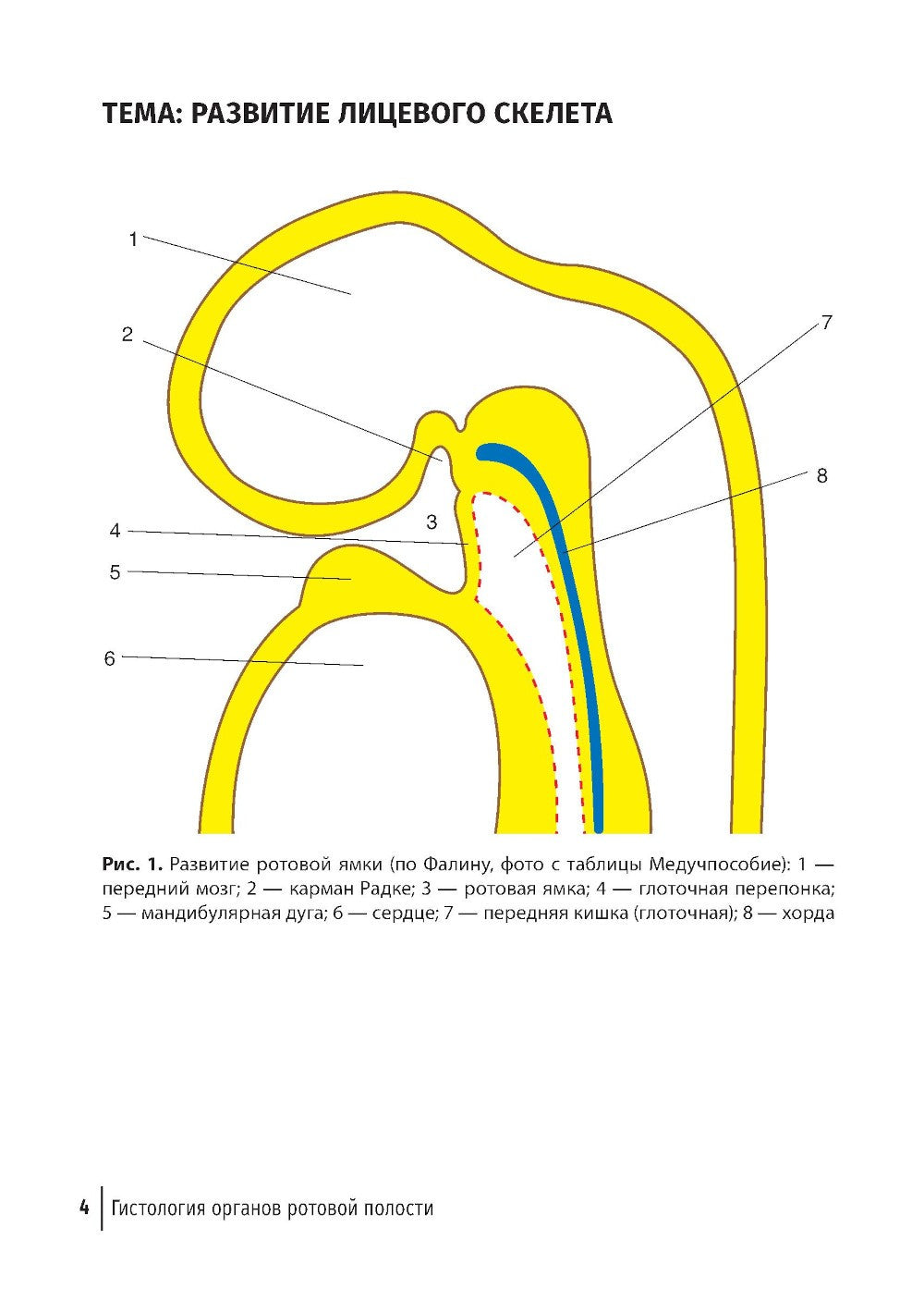 Гистология органов ротовой полости: атлас
