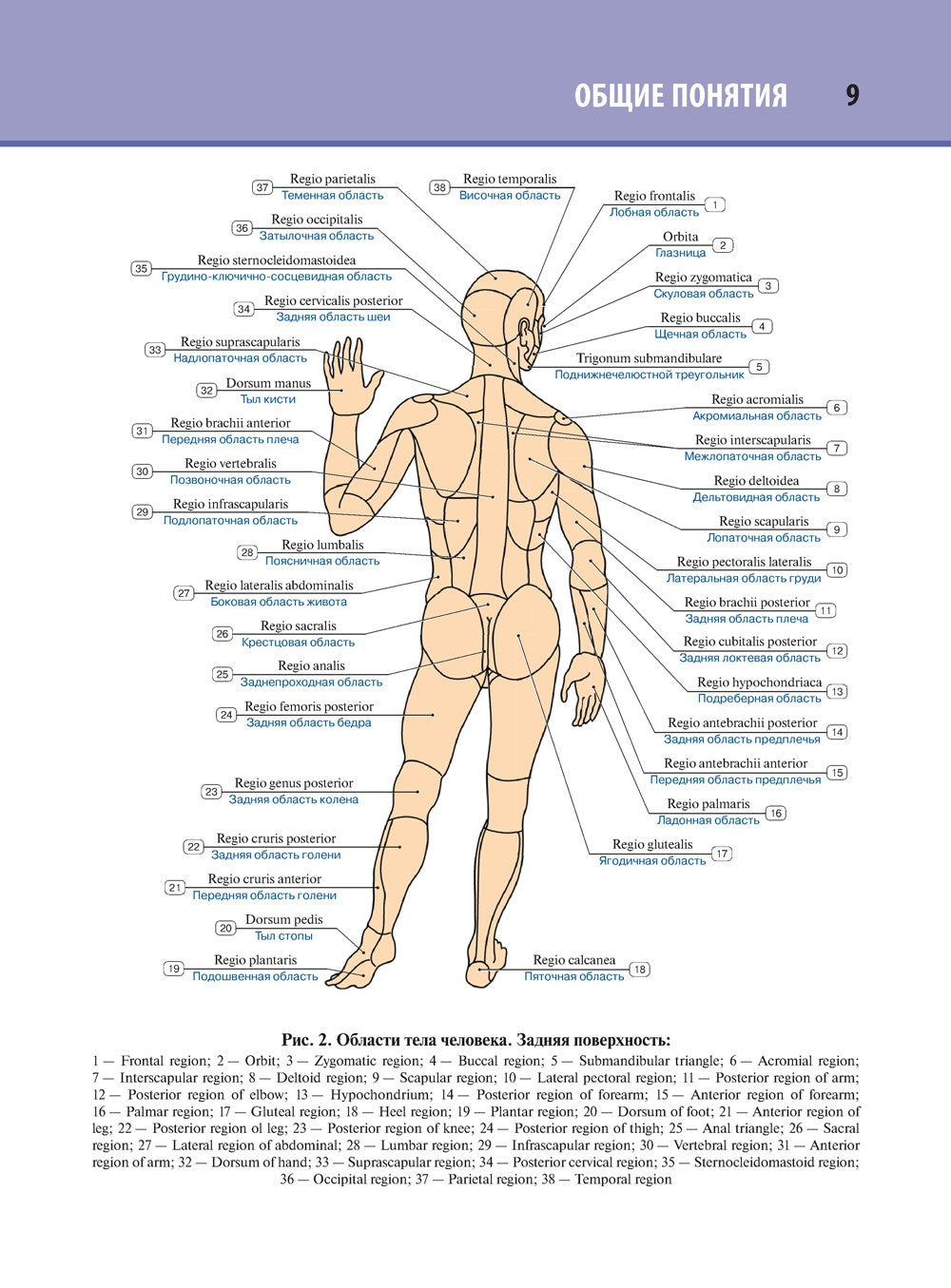 Анатомия человека. Атлас. В 3 т. Т. 1. Остеология, артросиндесмология, миология