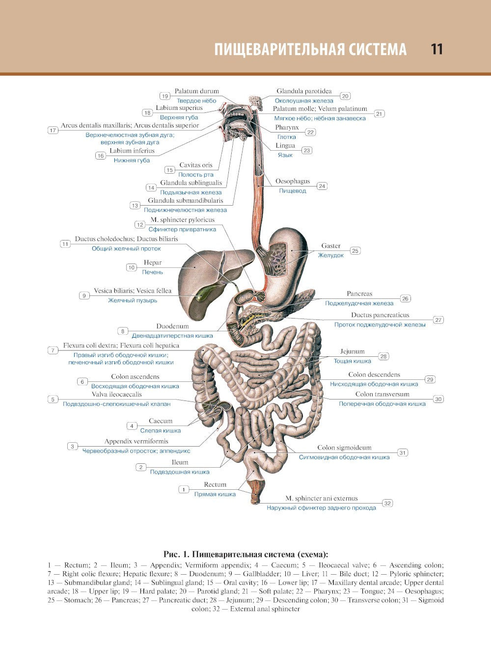 Анатомия человека: атлас: В 3 т. Т. 2. Спланхнология