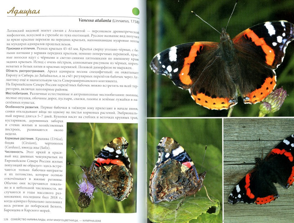 Дневные бабочки Европейского Севера России: Атлас-определитель