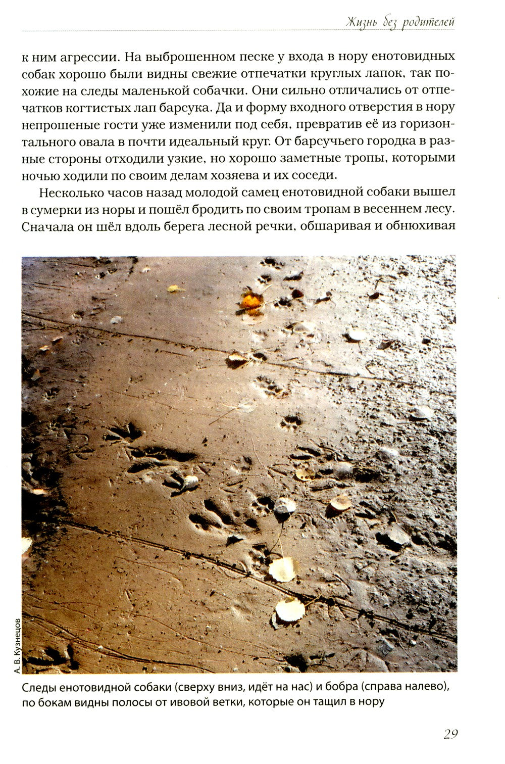 Волчьими тропами. Лесная быль