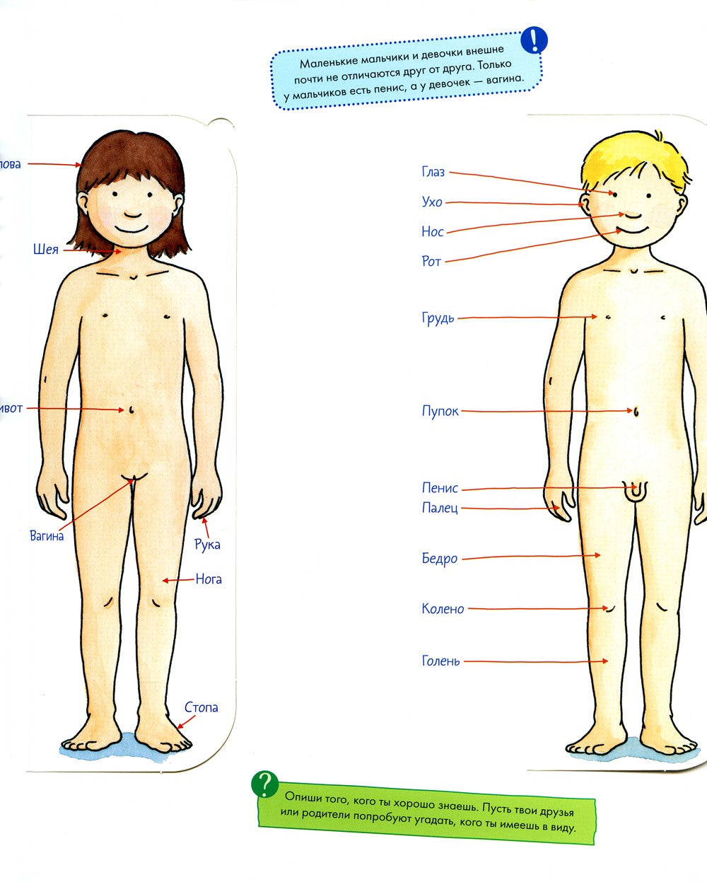 Конни изучает тело